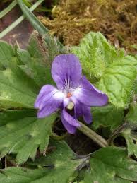 Attēlu rezultāti vaicājumam “Viola hirta flower”