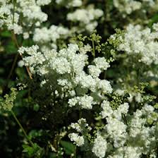 Attēlu rezultāti vaicājumam “Filipendula vulgaris”