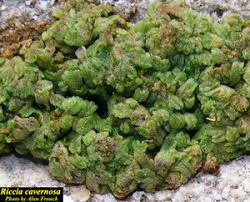 Attēlu rezultāti vaicājumam “Riccia cavernosa”