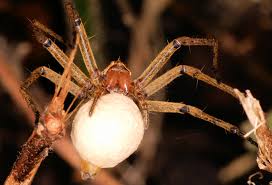 Attēlu rezultāti vaicājumam “Pisauridae”