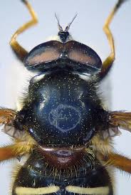 Attēlu rezultāti vaicājumam “Sericomyia lappona”