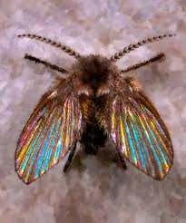 Attēlu rezultāti vaicājumam “Psychodidae”