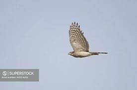 Attēlu rezultāti vaicājumam “Accipiter nisus female”