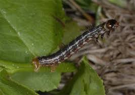 Attēlu rezultāti vaicājumam “Hydriomena furcata”