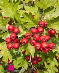 Attēlu rezultāti vaicājumam “Crataegus monogyna fruit”