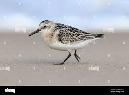 Attēlu rezultāti vaicājumam “Calidris alba adult”