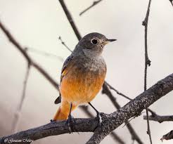 Attēlu rezultāti vaicājumam “Phoenicurus ochruros female”