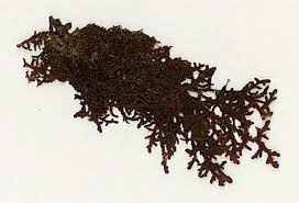 Attēlu rezultāti vaicājumam “Frullania fragilifolia”