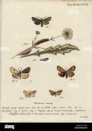 Attēlu rezultāti vaicājumam “Agrochola helvola imago”