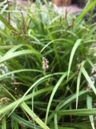 Attēlu rezultāti vaicājumam “Carex pilosa”