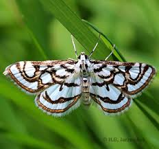 Attēlu rezultāti vaicājumam “Nymphula nitidulata”