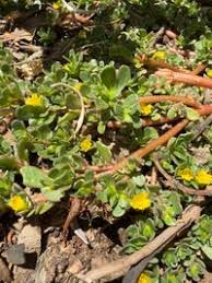 Attēlu rezultāti vaicājumam “Portulacaceae”