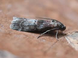 Attēlu rezultāti vaicājumam “Phycita roborella”