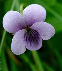 Attēlu rezultāti vaicājumam “Viola palustris”