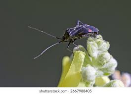 Attēlu rezultāti vaicājumam “Closterotomus biclavatus nymph”