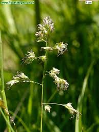 Attēlu rezultāti vaicājumam “Poa trivialis flower”