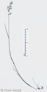 Attēlu rezultāti vaicājumam “Poa compressa”