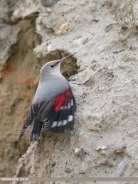 Image result for Tichodroma muraria