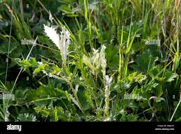 Attēlu rezultāti vaicājumam “Cirsium arvense leaf”