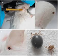 Attēlu rezultāti vaicājumam “Ixodes”