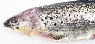 Image result for Salmo salar