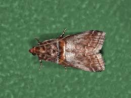 Attēlu rezultāti vaicājumam “Acrobasis advenella”