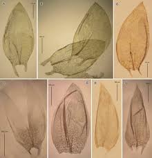 Attēlu rezultāti vaicājumam “Plagiothecium nemorale”