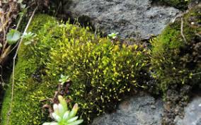 Attēlu rezultāti vaicājumam “Gymnostomum aeruginosum”