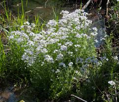 Attēlu rezultāti vaicājumam “Cardamine pratensis leaf”