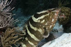 Image result for Epinephelus striatus