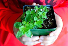 Image result for Oregano