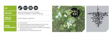 Attēlu rezultāti vaicājumam “Fagopyrum esculentum fruit”