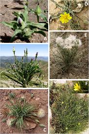 Attēlu rezultāti vaicājumam “Scorzonera humilis bud”