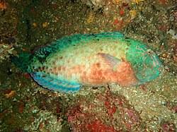 Image result for Calotomus carolinus