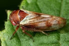 Attēlu rezultāti vaicājumam “Oncopsis sp.”