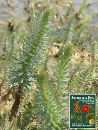 Attēlu rezultāti vaicājumam “Hippuris vulgaris leaf”