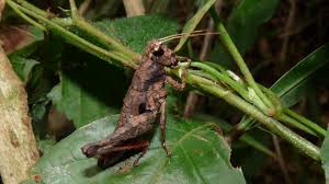 Attēlu rezultāti vaicājumam “Acrididae”