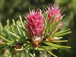 Attēlu rezultāti vaicājumam “Pseudotsuga menziesii flower”
