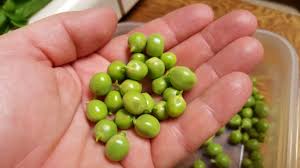 Attēlu rezultāti vaicājumam “Pisum sativum fruit”