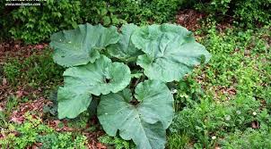 Attēlu rezultāti vaicājumam “Arctium lappa leaf”