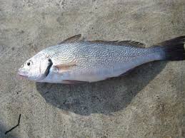 Image result for Umbrina cirrosa