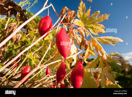 Attēlu rezultāti vaicājumam “Podophyllum hexandrum fruit”