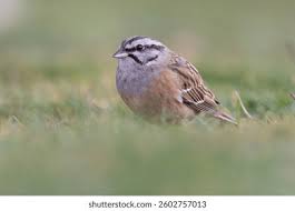 Image result for Emberiza cia