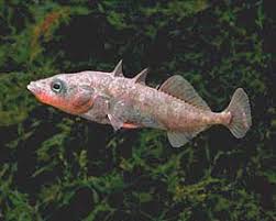 Attēlu rezultāti vaicājumam “Gasterosteus aculeatus”