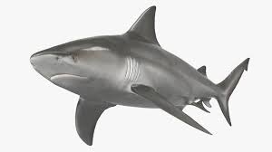 Image result for Carcharhinus leucas