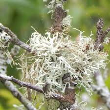 Attēlu rezultāti vaicājumam “Evernia prunastri”