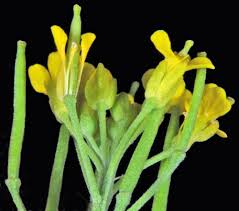 Attēlu rezultāti vaicājumam “Erysimum cheiranthoides leaf”