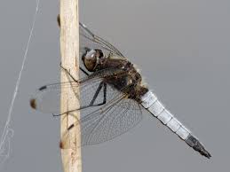 Attēlu rezultāti vaicājumam “Libellula fulva male”