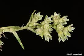 Attēlu rezultāti vaicājumam “Scleranthus annuus flower”