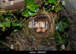 Attēlu rezultāti vaicājumam “Muscicapa striata nest”